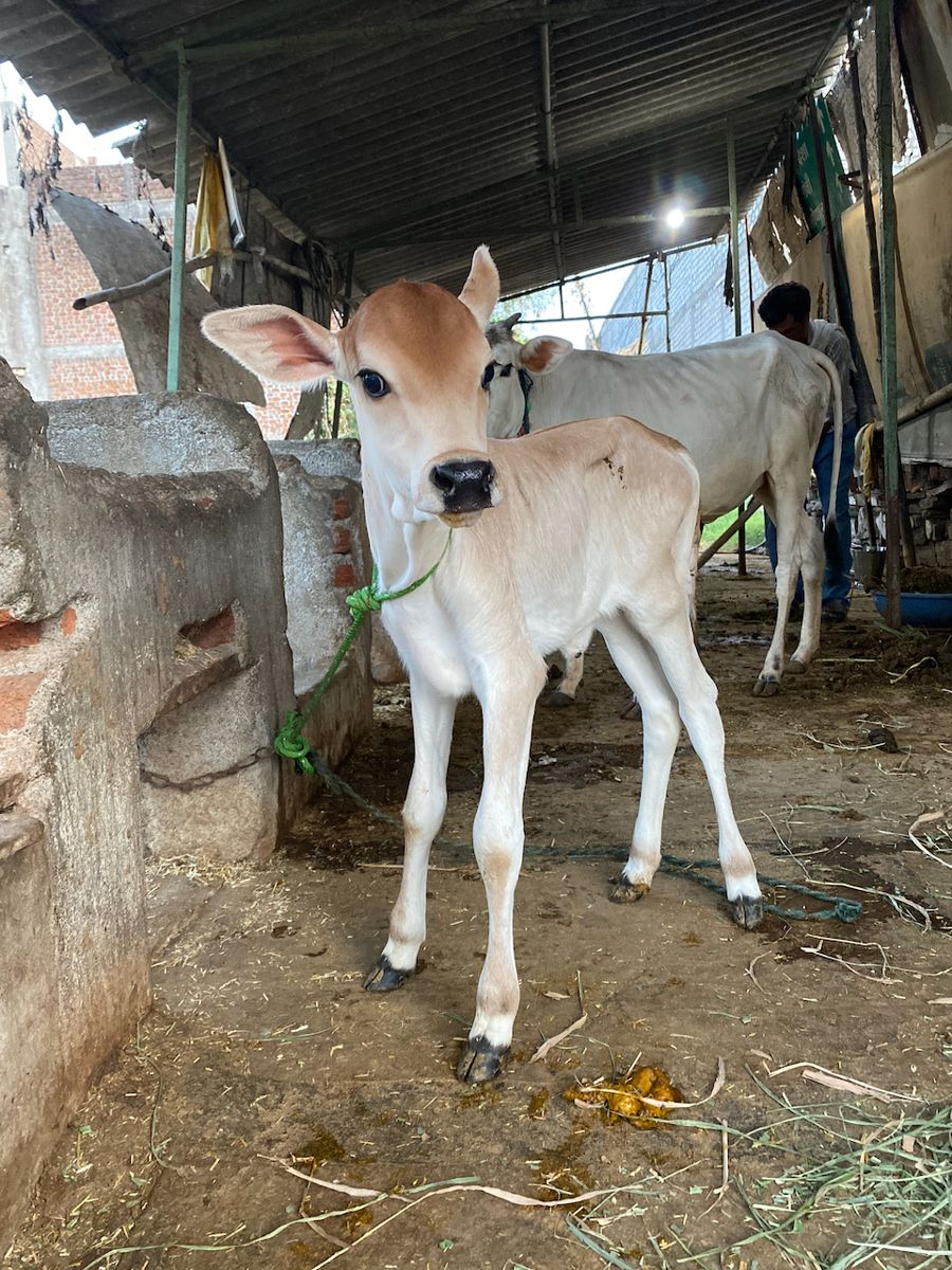 The pale calf in the cowshed
