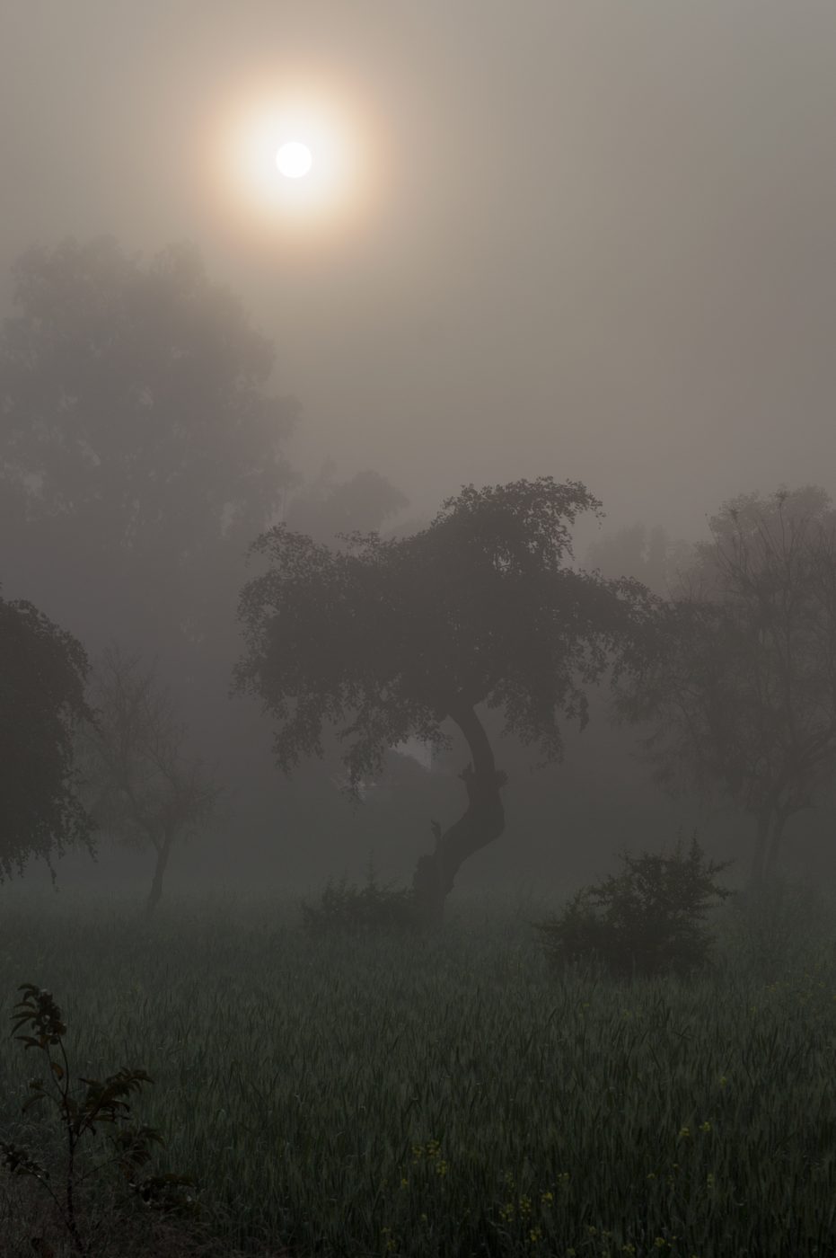 Misty sunrise over the fields