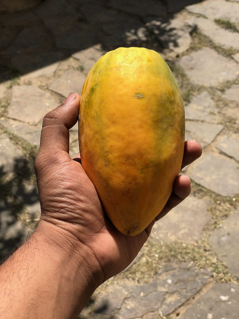 A papaya, just picked